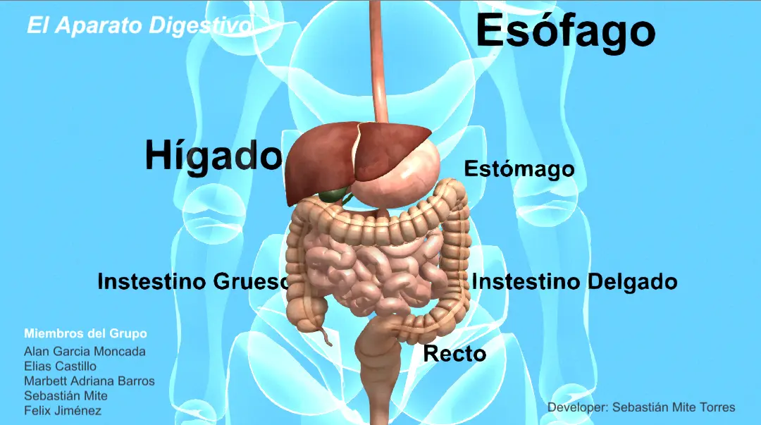 Anatomía interactiva — AR